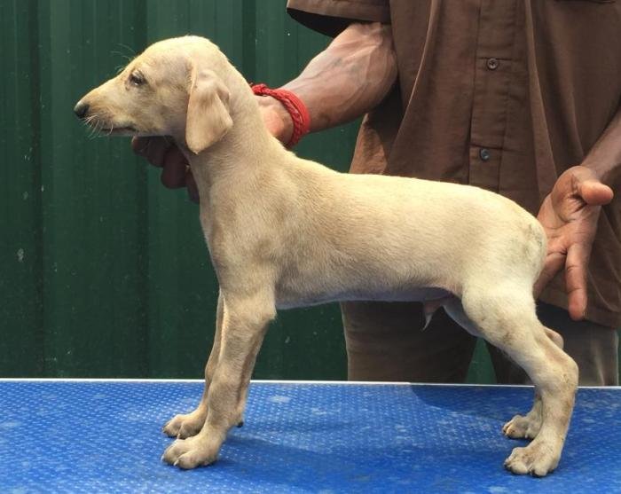 DogsIndia.com - Caravan Hound - Tazi Kennels