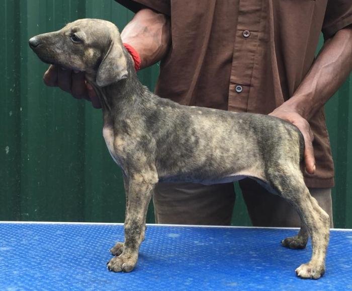 DogsIndia.com - Caravan Hound - Tazi Kennels