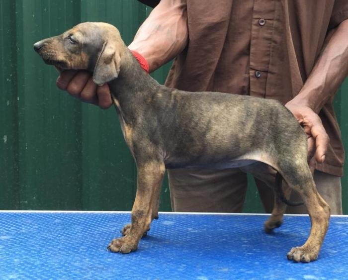 DogsIndia.com - Caravan Hound - Tazi Kennels