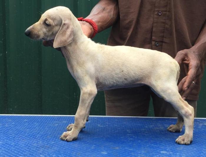 DogsIndia.com - Caravan Hound - Tazi Kennels