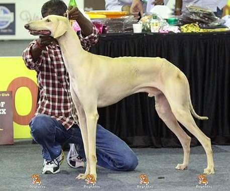 DogsIndia.com - Caravan Hound - Tazi Kennels