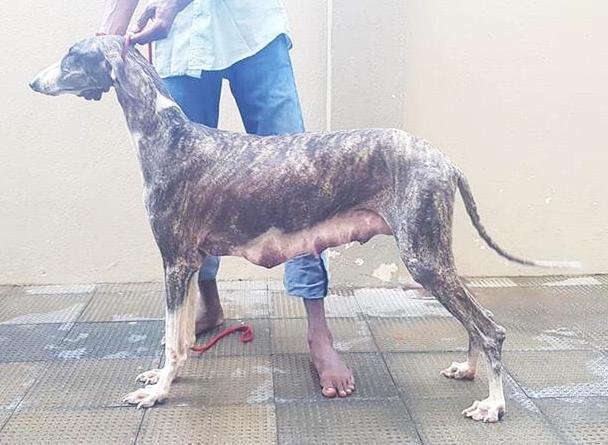 DogsIndia.com - Caravan Hound - Tazi Kennels