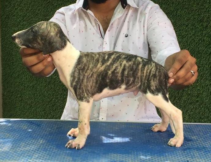 DogsIndia.com - Caravan Hound - Tazi Kennels