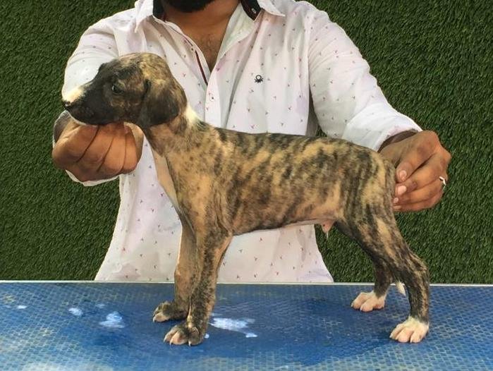 DogsIndia.com - Caravan Hound - Tazi Kennels