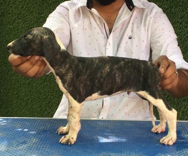 DogsIndia.com - Caravan Hound - Tazi Kennels