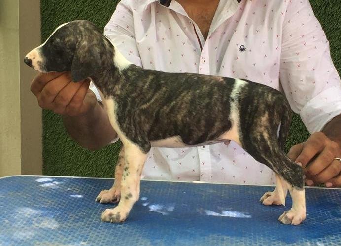 DogsIndia.com - Caravan Hound - Tazi Kennels