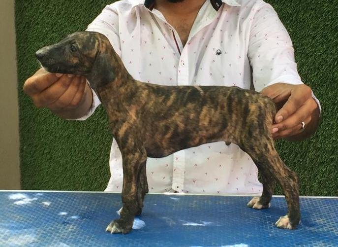 DogsIndia.com - Caravan Hound - Tazi Kennels