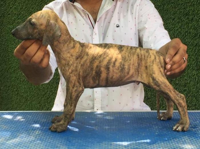 DogsIndia.com - Caravan Hound - Tazi Kennels