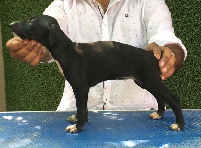 DogsIndia.com - Caravan Hound - Tazi Kennels