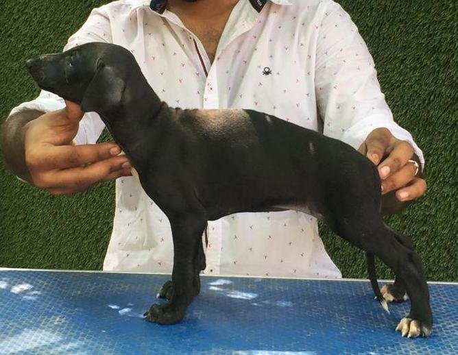 DogsIndia.com - Caravan Hound - Tazi Kennels