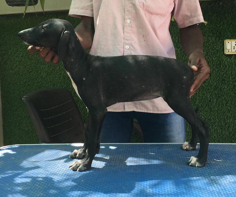 DogsIndia.com - Caravan Hound - Tazi Kennels