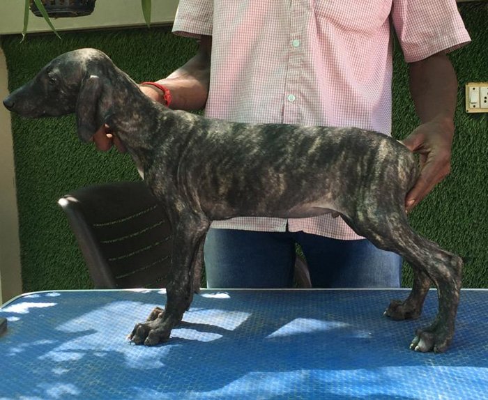 DogsIndia.com - Caravan Hound - Tazi Kennels