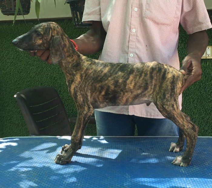 DogsIndia.com - Caravan Hound - Tazi Kennels