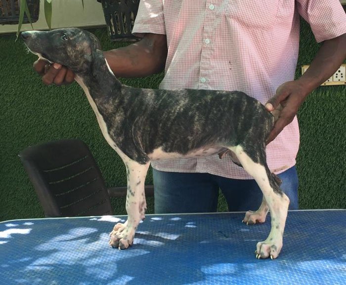 DogsIndia.com - Caravan Hound - Tazi Kennels