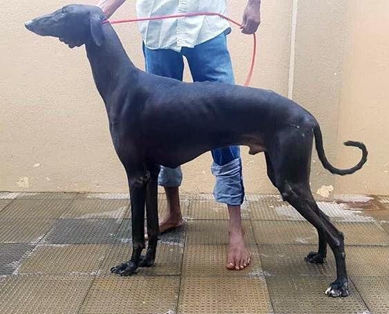 DogsIndia.com - Caravan Hound - Tazi Kennels