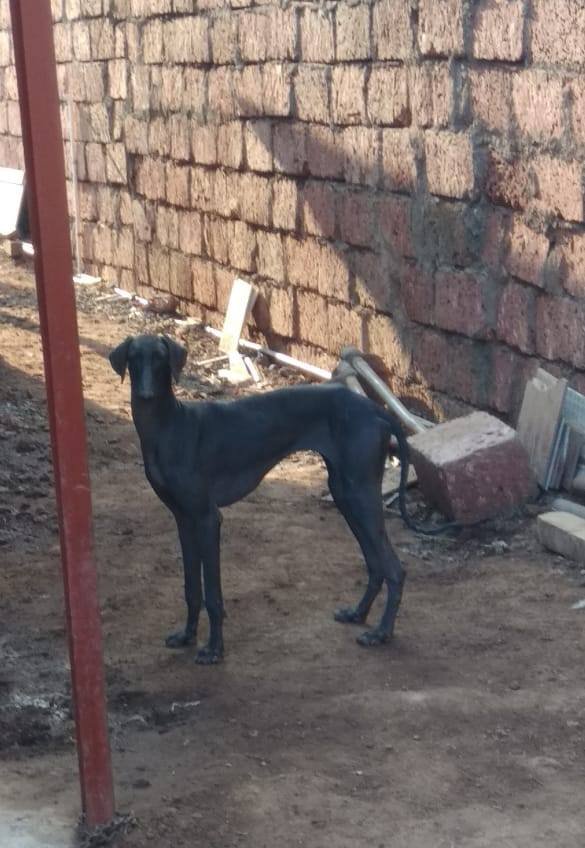 DogsIndia.com - Caravan Hound - Tejas - Resolute Kennel