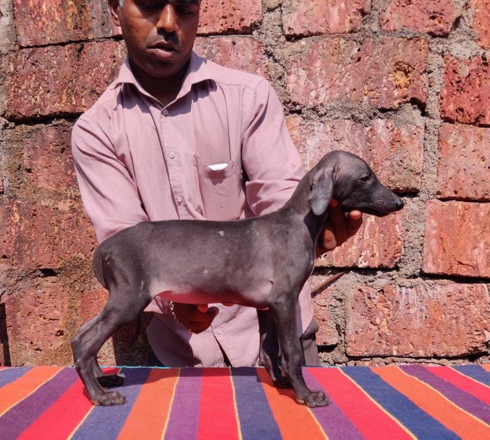 DogsIndia.com - Caravan Hound - Tejas - Resolute Kennel