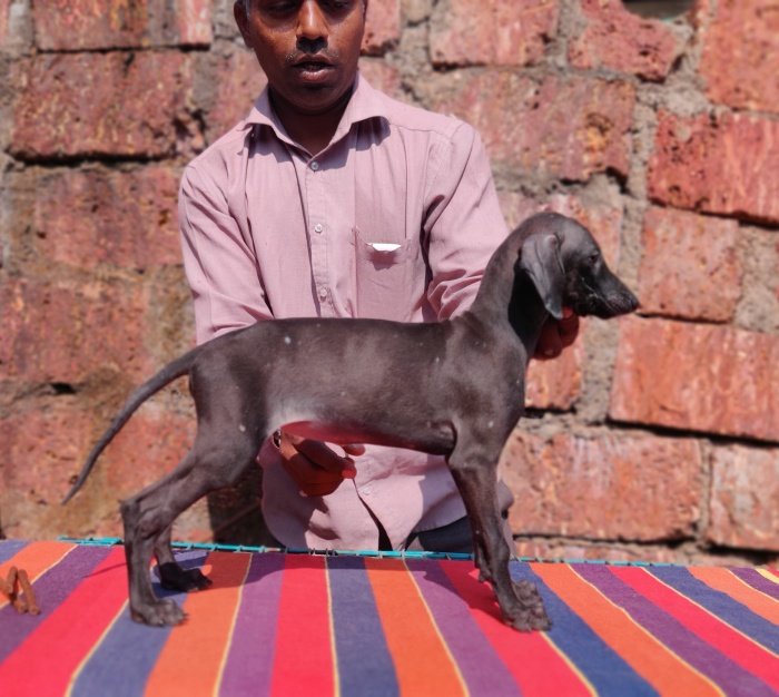 DogsIndia.com - Caravan Hound - Tejas - Resolute Kennel
