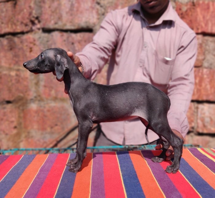 DogsIndia.com - Caravan Hound - Tejas - Resolute Kennel