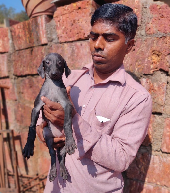 DogsIndia.com - Caravan Hound - Tejas - Resolute Kennel