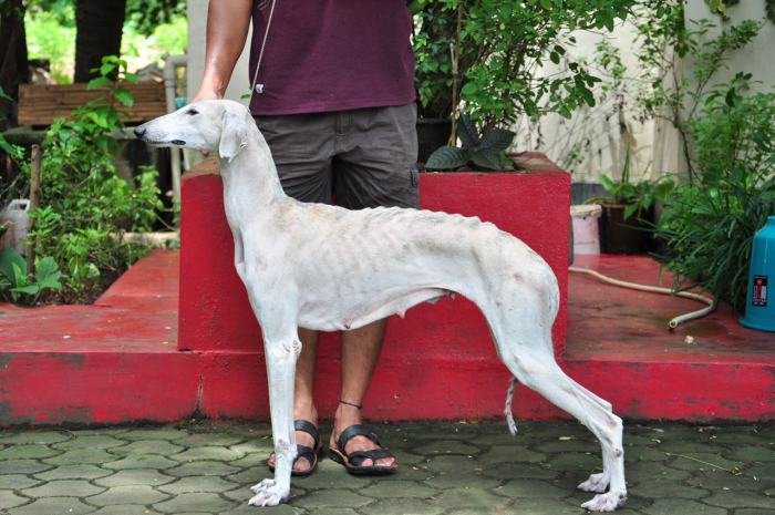 DogsIndia.com - Caravan Hound - Zoi Kennel
