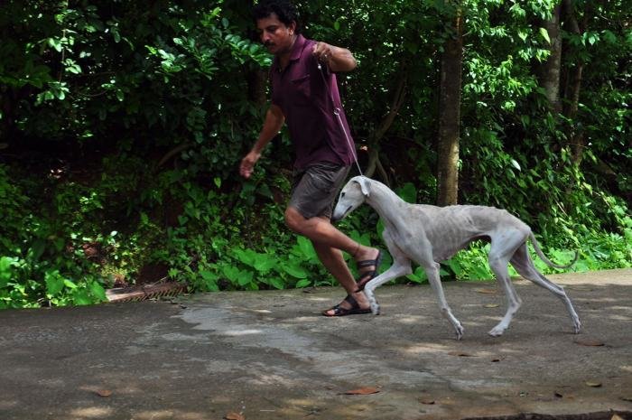 DogsIndia.com - Caravan Hound - Zoi Kennel
