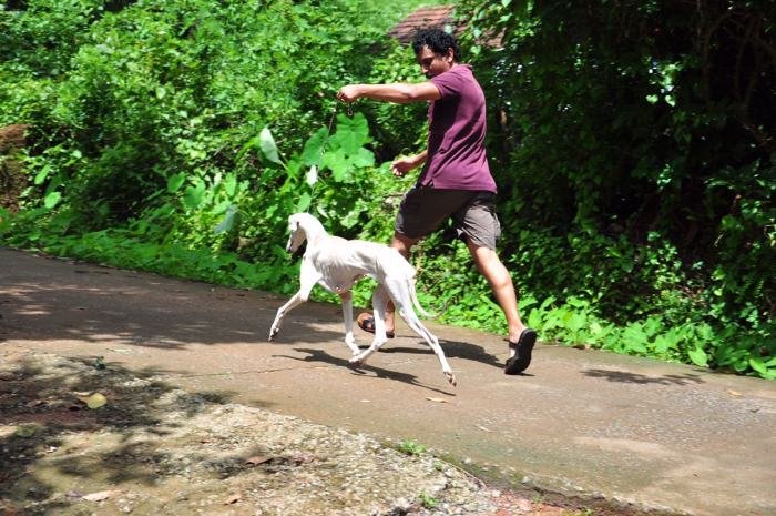 DogsIndia.com - Caravan Hound - Zoi Kennel