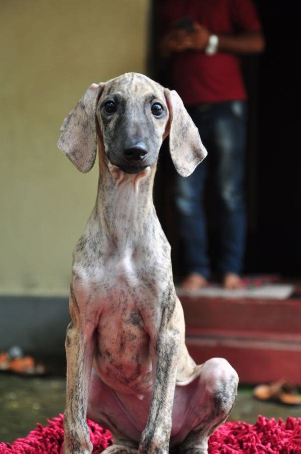 DogsIndia.com - Caravan Hound - Zoi Kennel