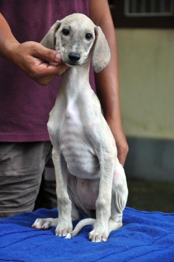 DogsIndia.com - Caravan Hound - Zoi Kennel