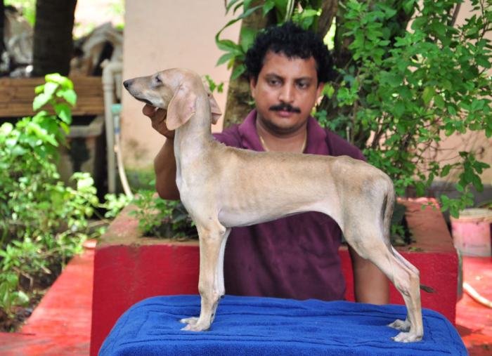 DogsIndia.com - Caravan Hound - Zoi Kennel