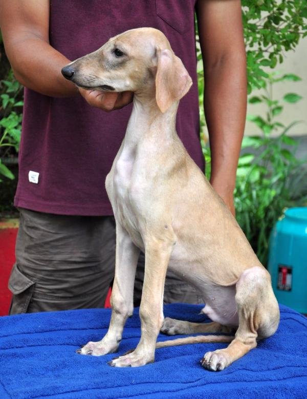 DogsIndia.com - Caravan Hound - Zoi Kennel