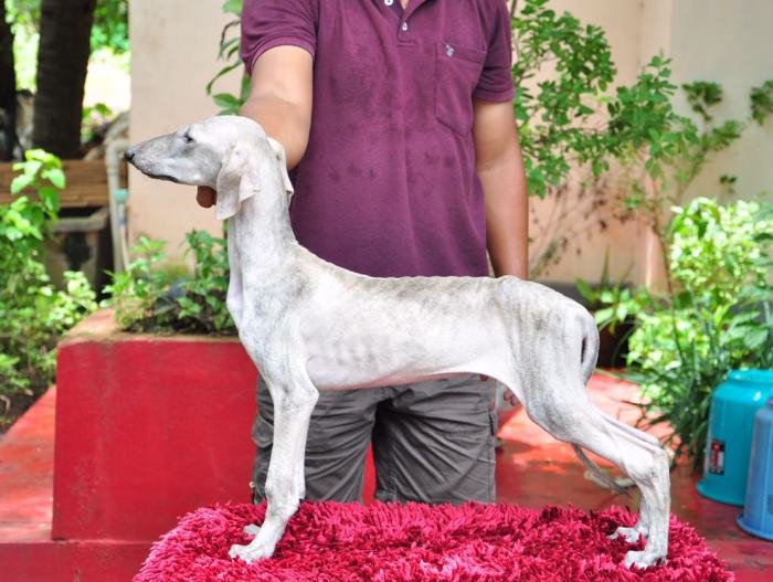 DogsIndia.com - Caravan Hound - Zoi Kennel