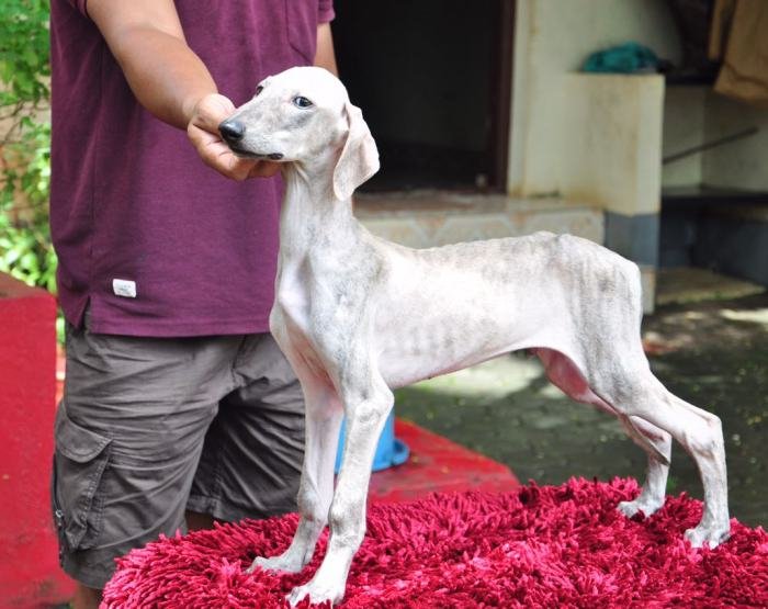 DogsIndia.com - Caravan Hound - Zoi Kennel