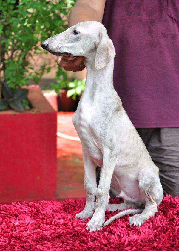 DogsIndia.com - Caravan Hound - Zoi Kennel