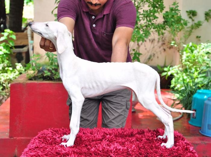 DogsIndia.com - Caravan Hound - Zoi Kennel