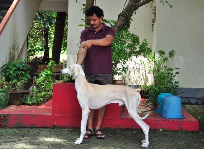 DogsIndia.com - Caravan Hound - Zoi Kennel