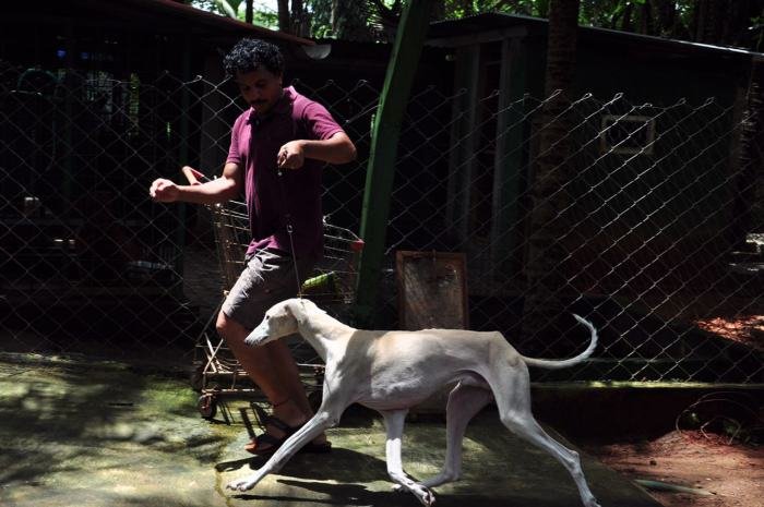 DogsIndia.com - Caravan Hound - Zoi Kennel
