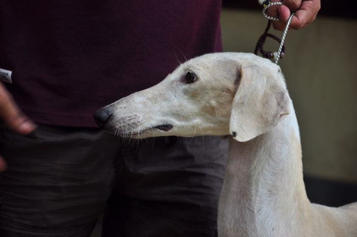 DogsIndia.com - Caravan Hound - Zoi Kennel