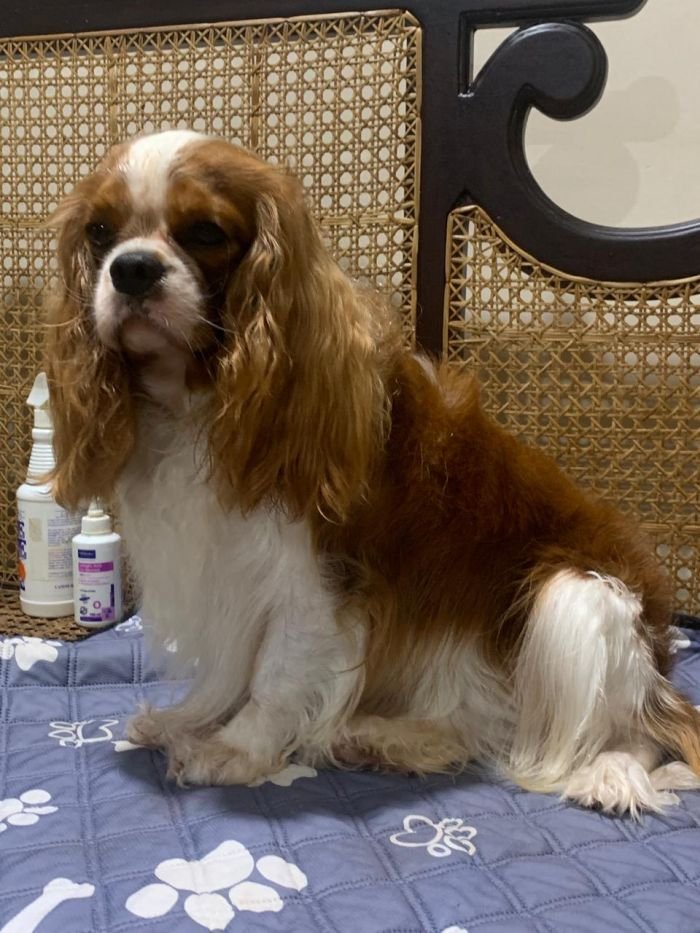 DogsIndia.com - Cavalier King Charles - Kevin Moraes