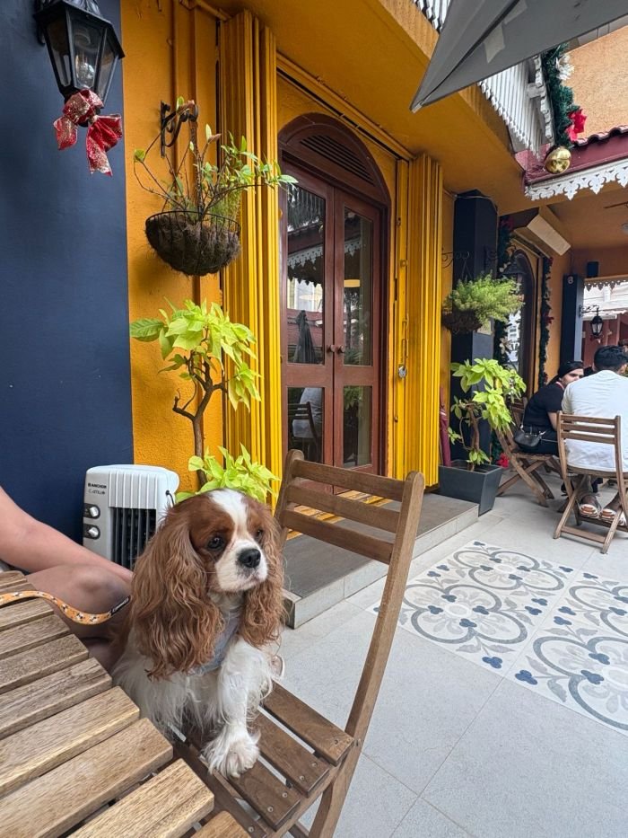 DogsIndia.com - Cavalier King Charles - Kevin Moraes