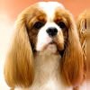 DogsIndia.com - Cavalier King Charles - Kevin Moraes