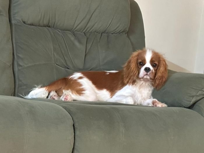 DogsIndia.com - Cavalier King Charles - Kevin Moraes