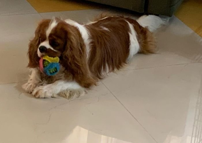 DogsIndia.com - Cavalier King Charles - Kevin Moraes