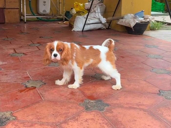 DogsIndia.com - Cavalier King Charles - Kevin Moraes