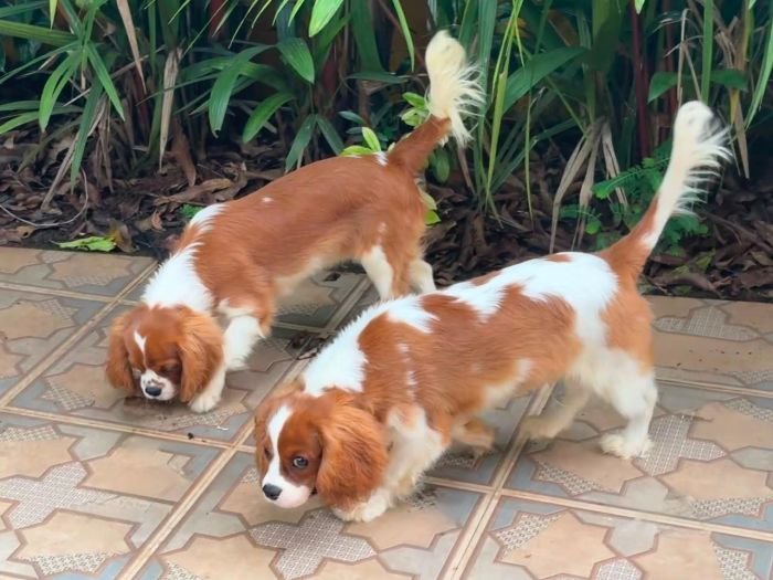 DogsIndia.com - Cavalier King Charles - Kevin Moraes