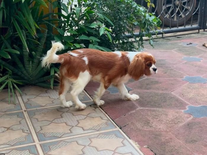 DogsIndia.com - Cavalier King Charles - Kevin Moraes