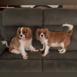 DogsIndia.com - Cavalier King Charles - Kevin Moraes