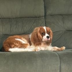 DogsIndia.com - Cavalier King Charles - Kevin Moraes