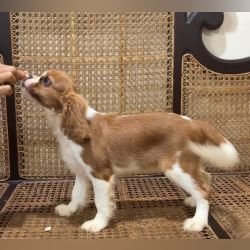 DogsIndia.com - Cavalier King Charles - Kevin Moraes