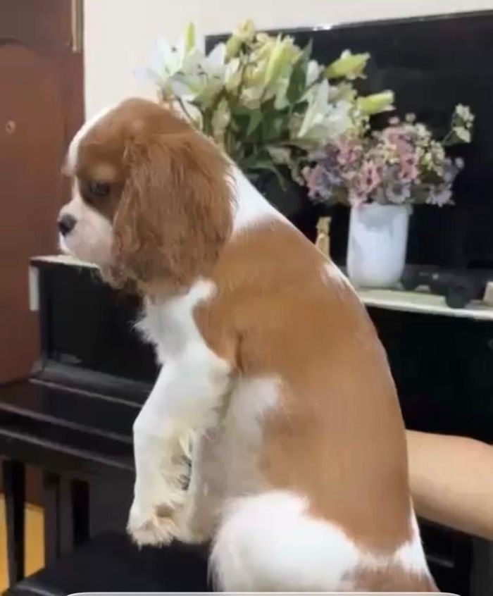 DogsIndia.com - Cavalier King Charles - Kevin Moraes